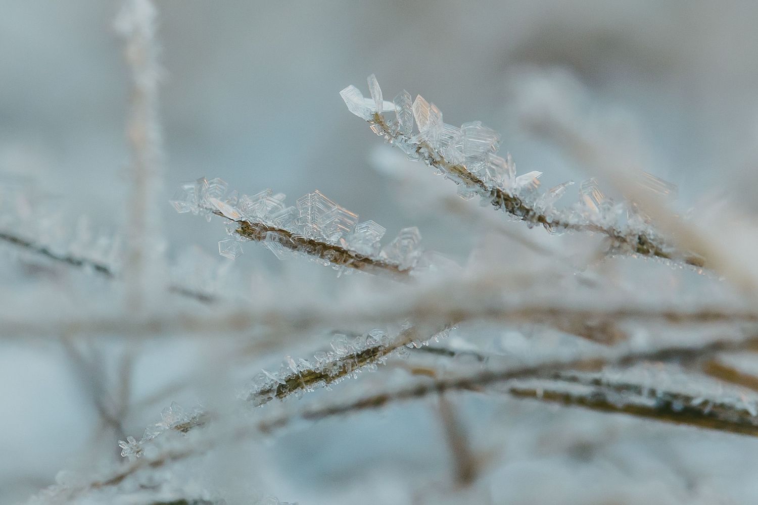 Frost-covered plant branches with delicate ice crystals forming on twigs in a winter landscape.