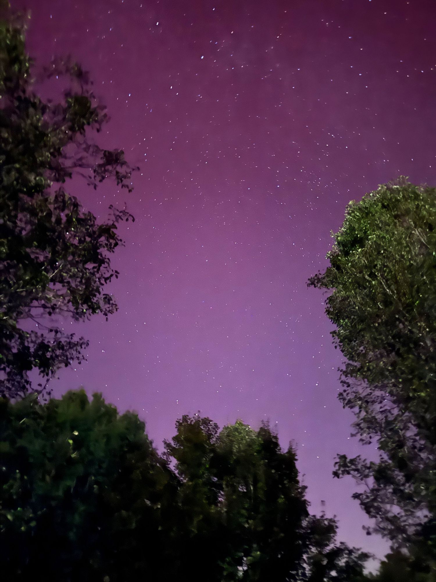 Vibrant purple aurora dances in the starry night sky framed by dark silhouettes of trees.