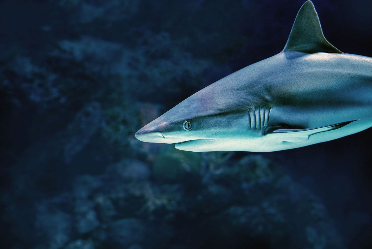 A sleek gray reef shark glides through deep blue ocean water, showcasing its streamlined body and gill slits.