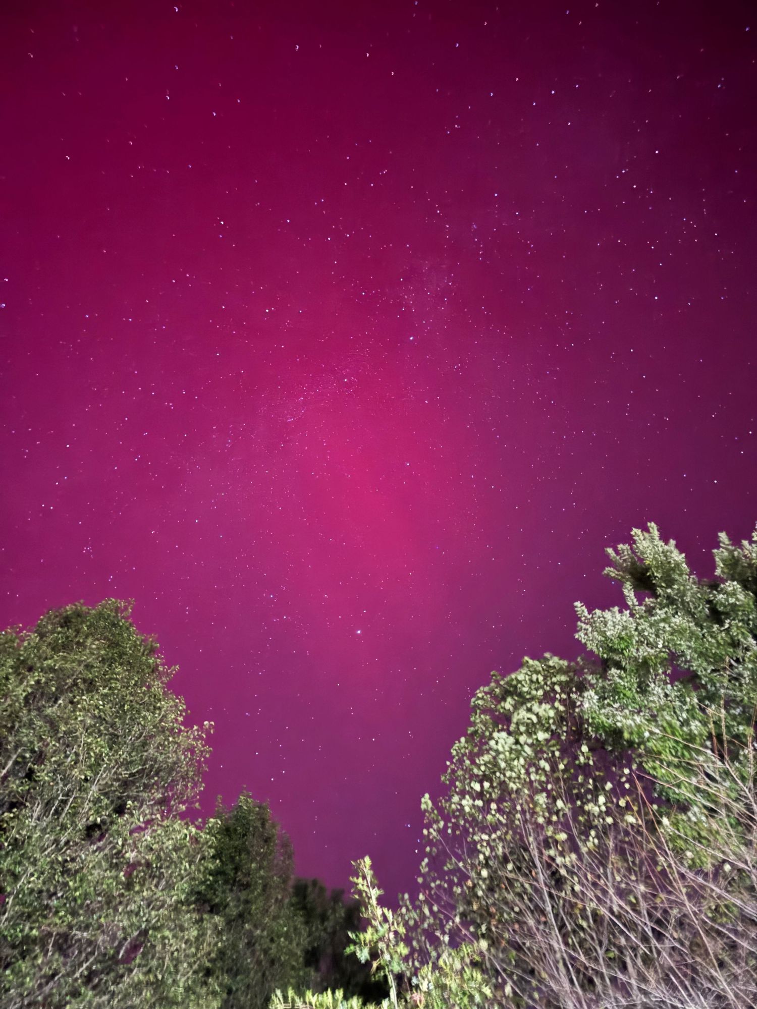 Vivid magenta aurora borealis fills night sky above silhouetted tree branches.