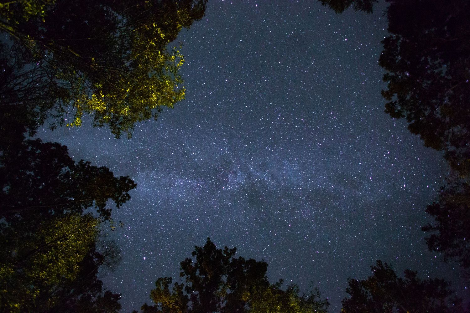 Night sky view through tree canopy revealing the Milky Way galaxy with thousands of stars visible.