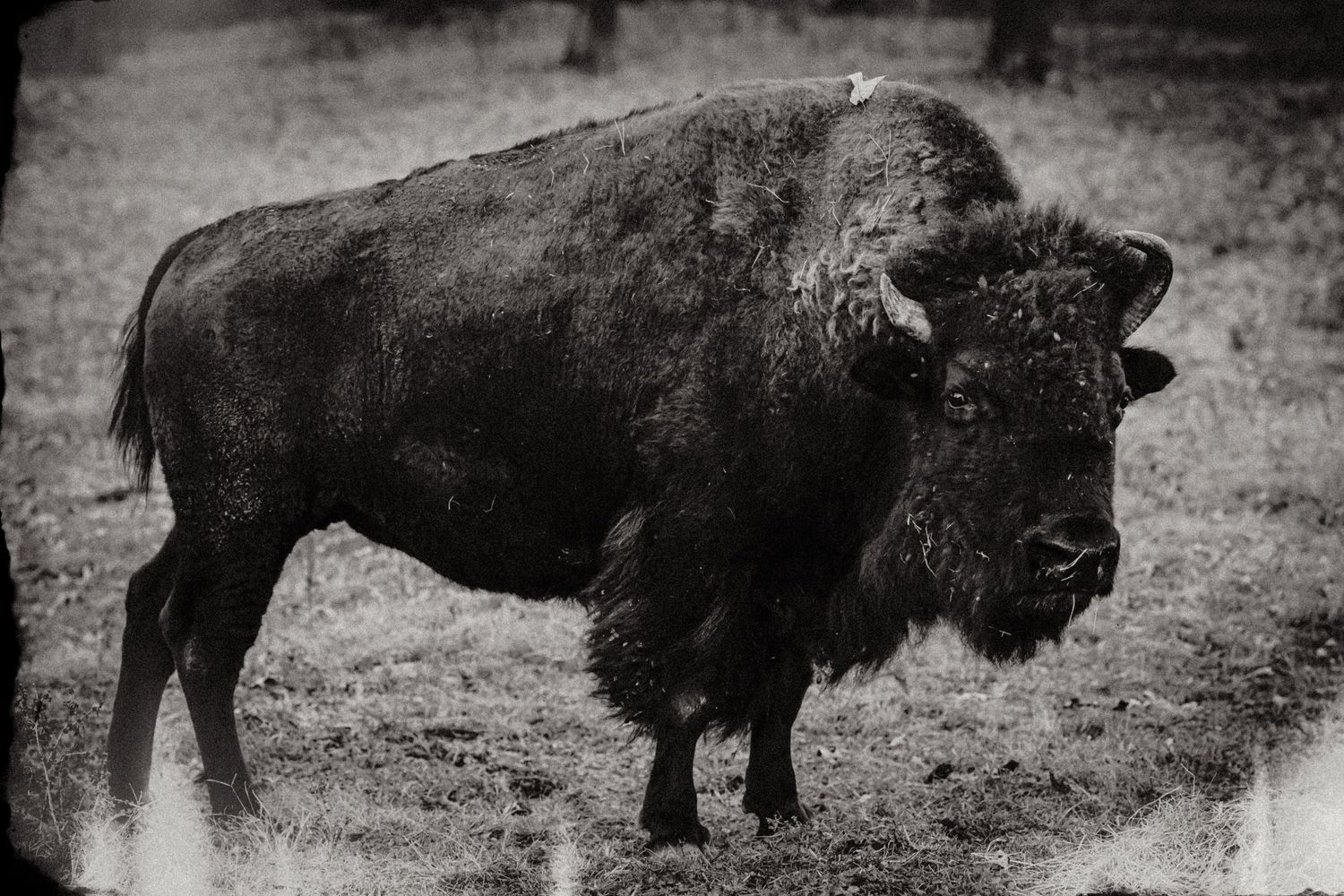 Black and white photo of a large American bison standing in a grassy field, showcasing its massive build and thick fur.