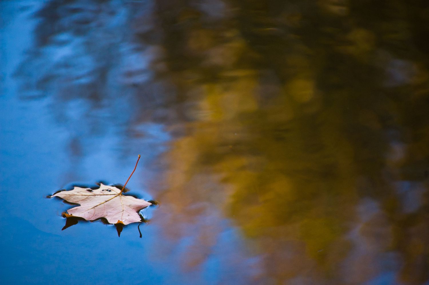 Autumn leaf floats gracefully on calm water surface reflecting golden and blue hues in natural light.