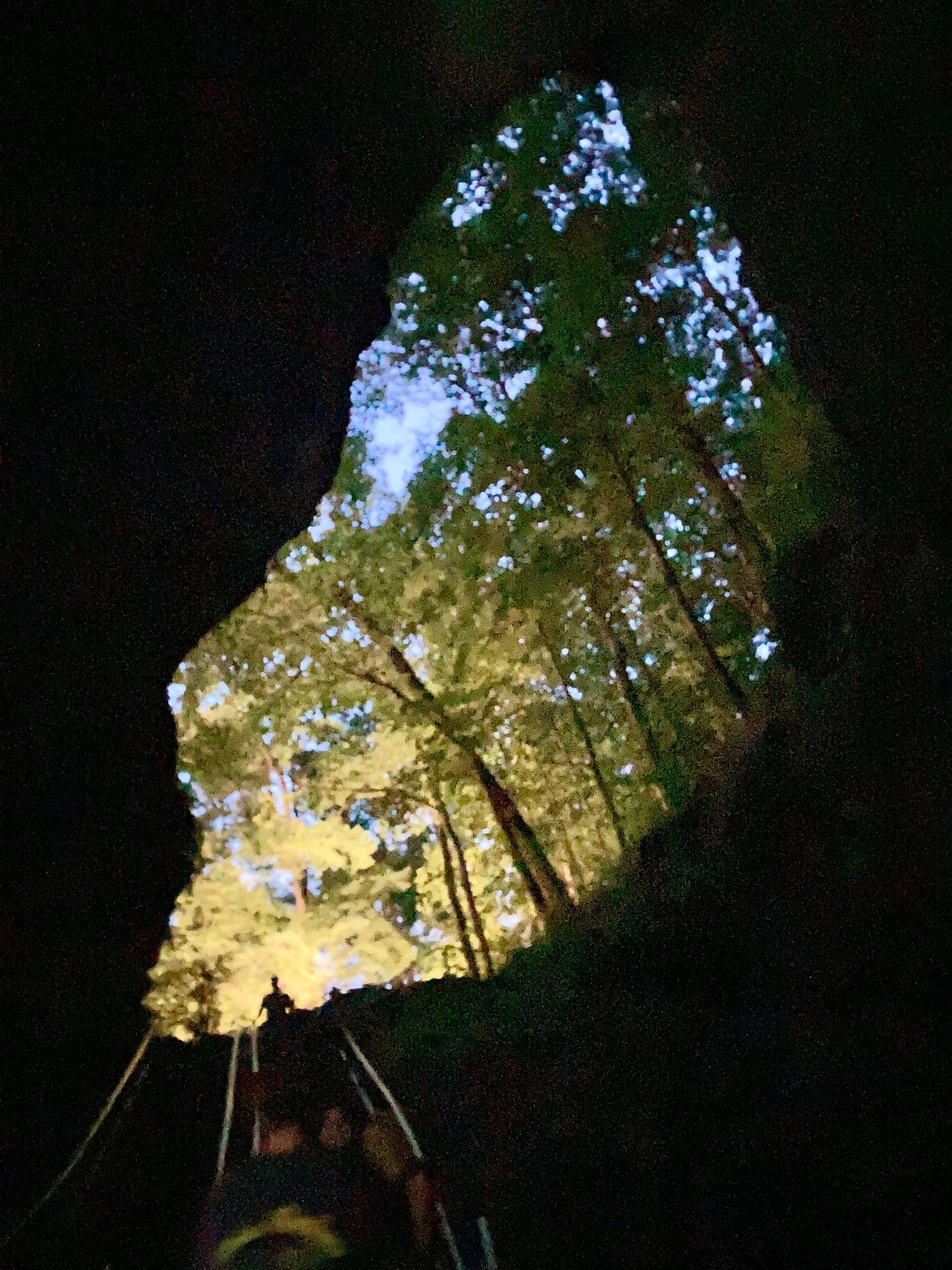 View from inside a dark cave looking up through a jagged rock opening to sunlit green forest trees above.