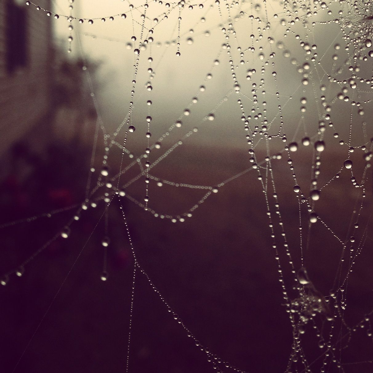 Close-up of a delicate spider web covered in glistening rain droplets against a moody, blurred dark background.
