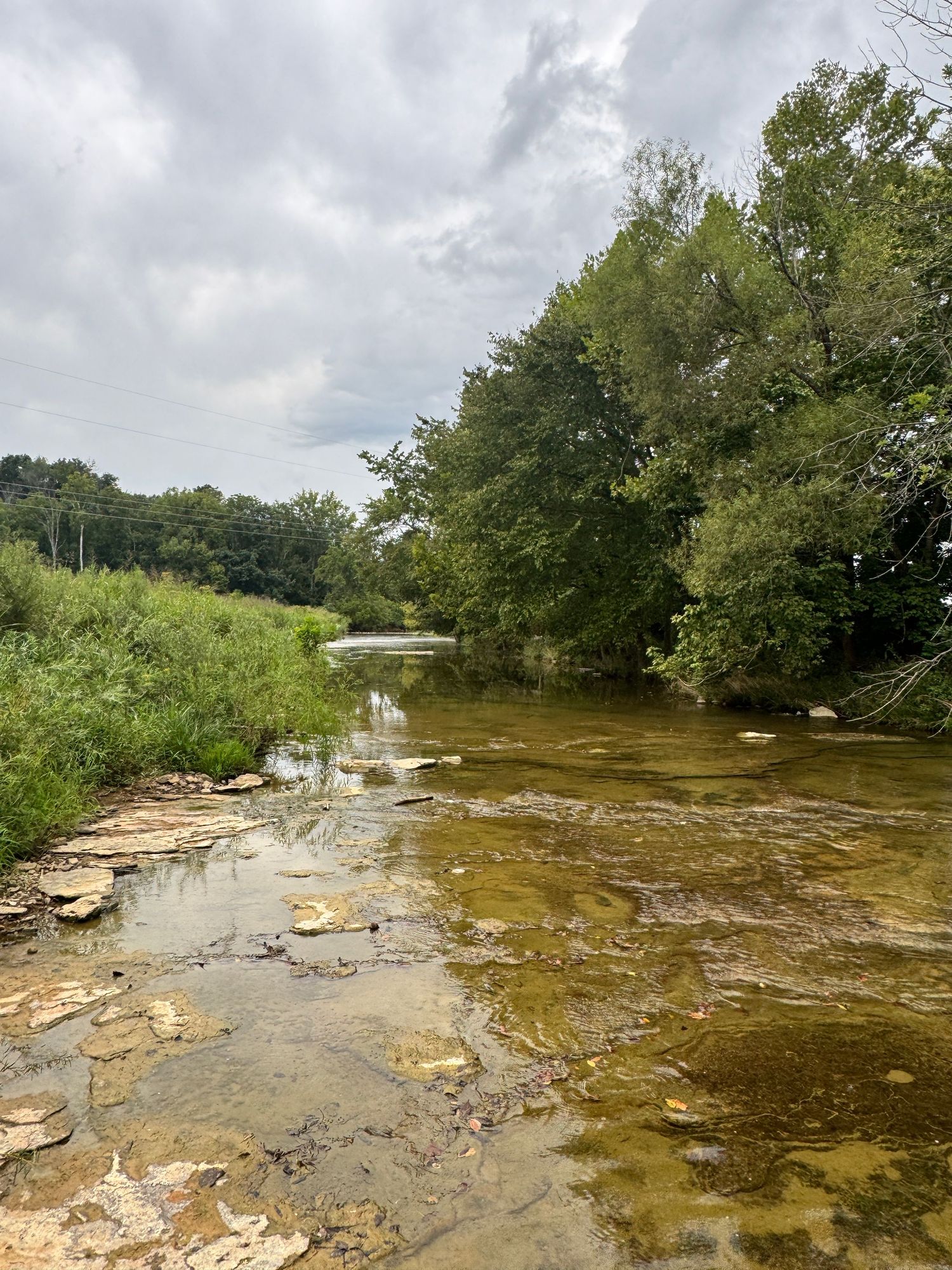 Shallow rocky creek with clear water flowing through lush green trees under a cloudy sky.