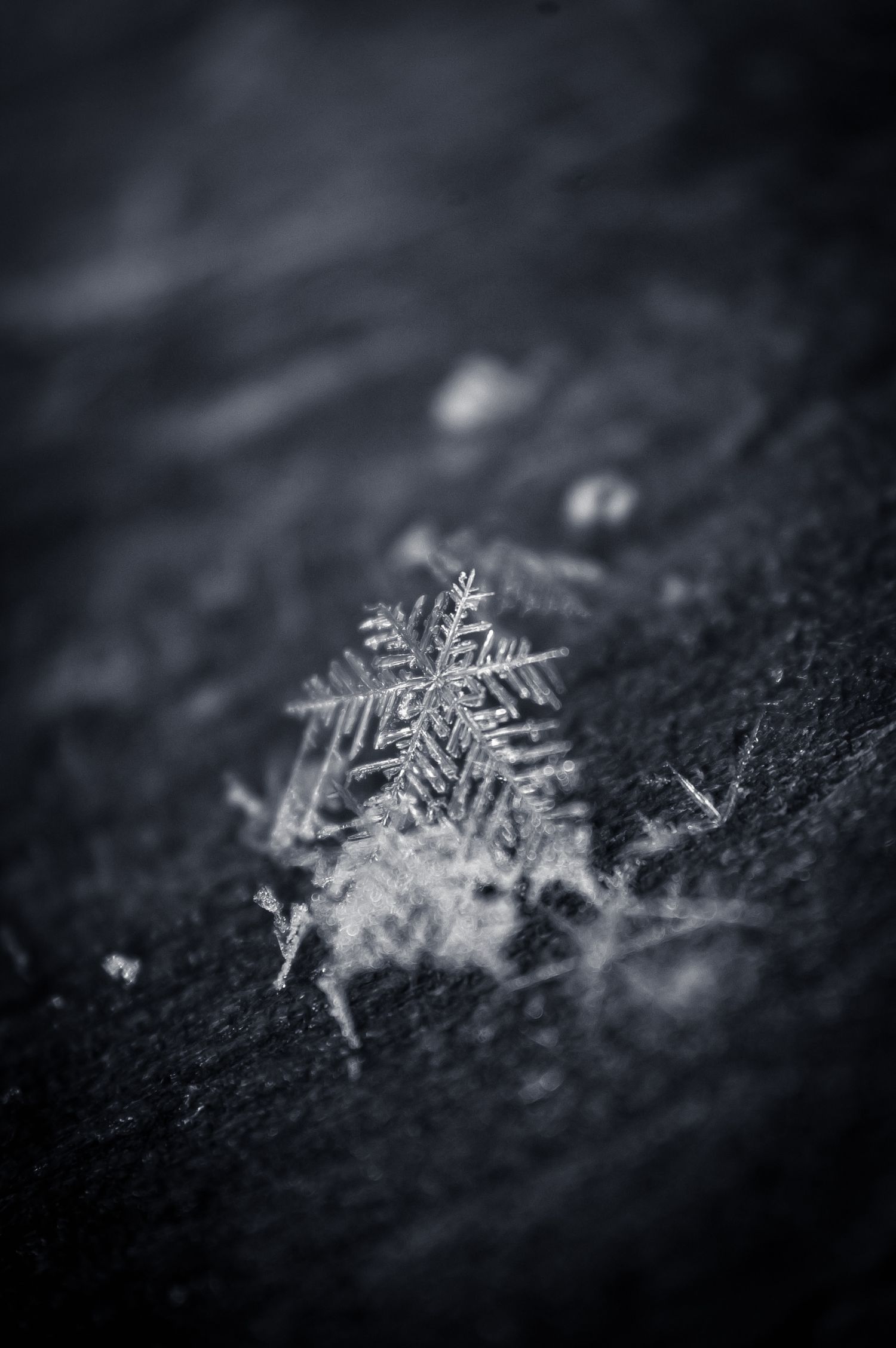 Macro photograph of a delicate snowflake crystal resting on dark fabric, showcasing intricate ice patterns in monochrome.