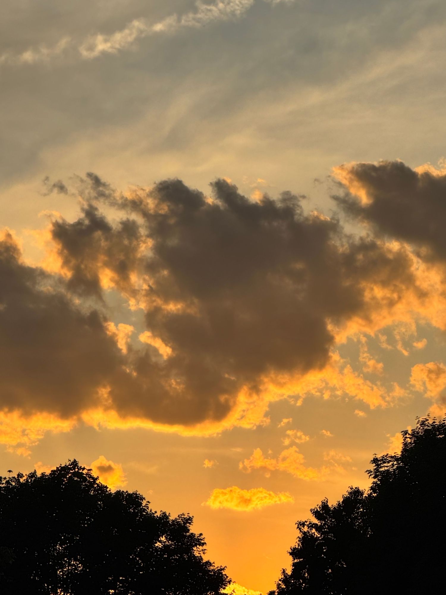 Golden sunset sky with dramatic orange-lit clouds silhouetted by dark treetops below.