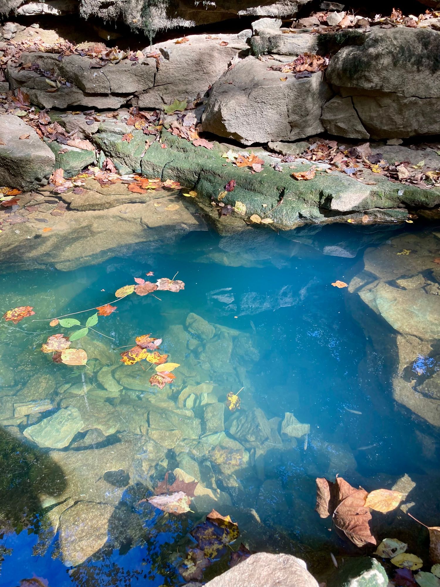 Crystal clear blue natural rock pool with autumn leaves floating on the surface surrounded by mossy boulders.
