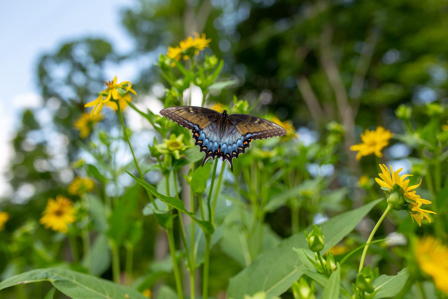 A colorful swallowtail butterfly perched on yellow wildflowers in a lush green garden with trees in the background.