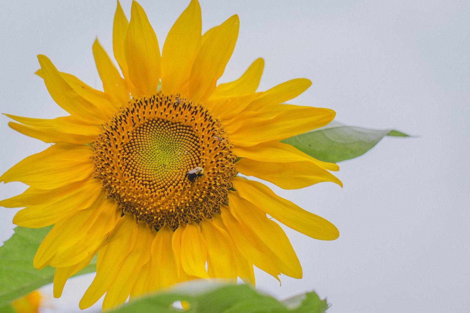 A vibrant yellow sunflower in full bloom with a bee pollinating its dark center against a soft gray sky.