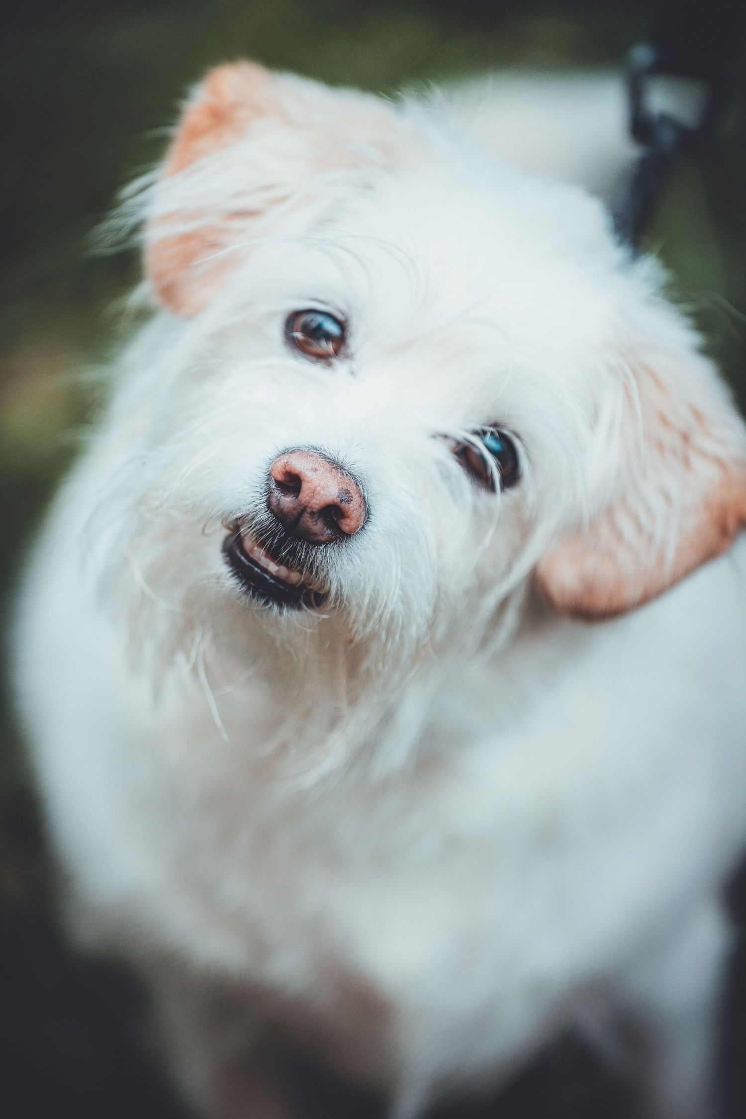 A series of close-up shots showing a white fluffy dog's face and nose from different angles.