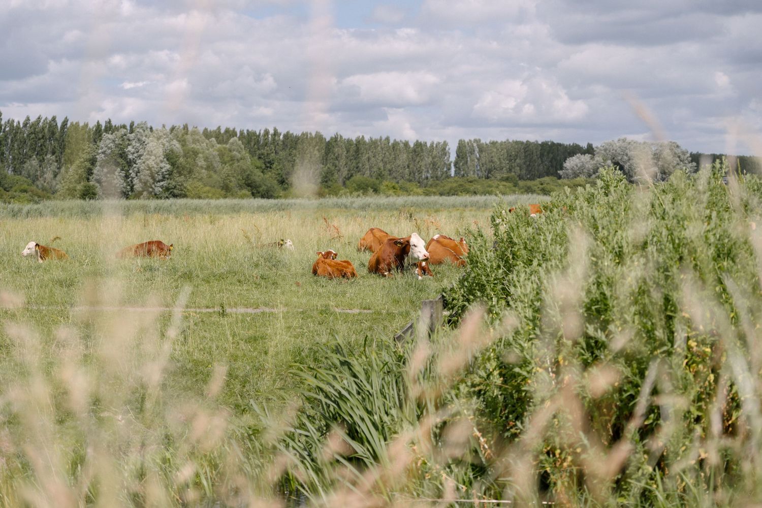 Pastoral landscape with brown cows grazing in green meadow under cloudy sky.