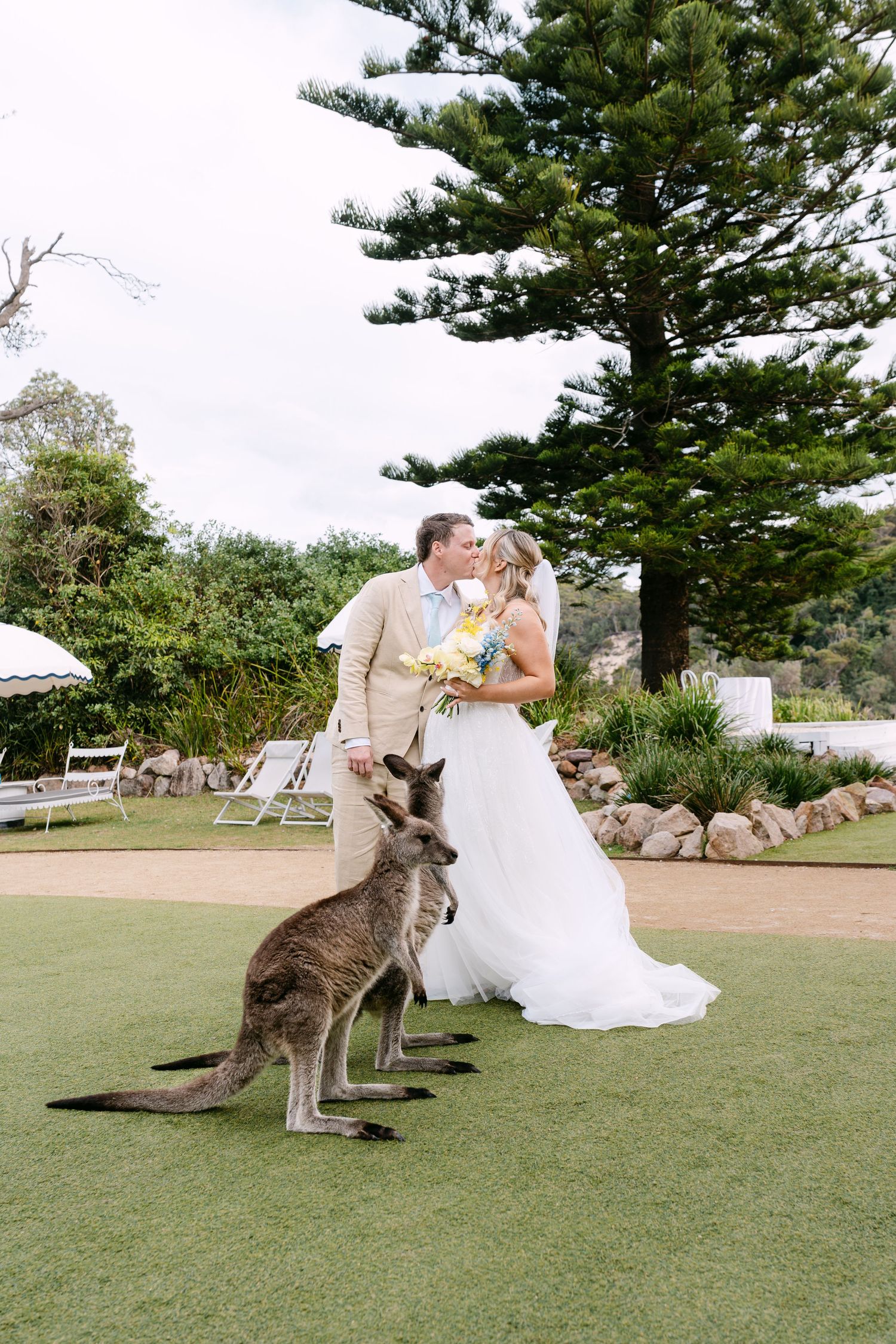Bride and groom kissing in garden with two wild kangaroos nearby at Australian outdoor wedding.
