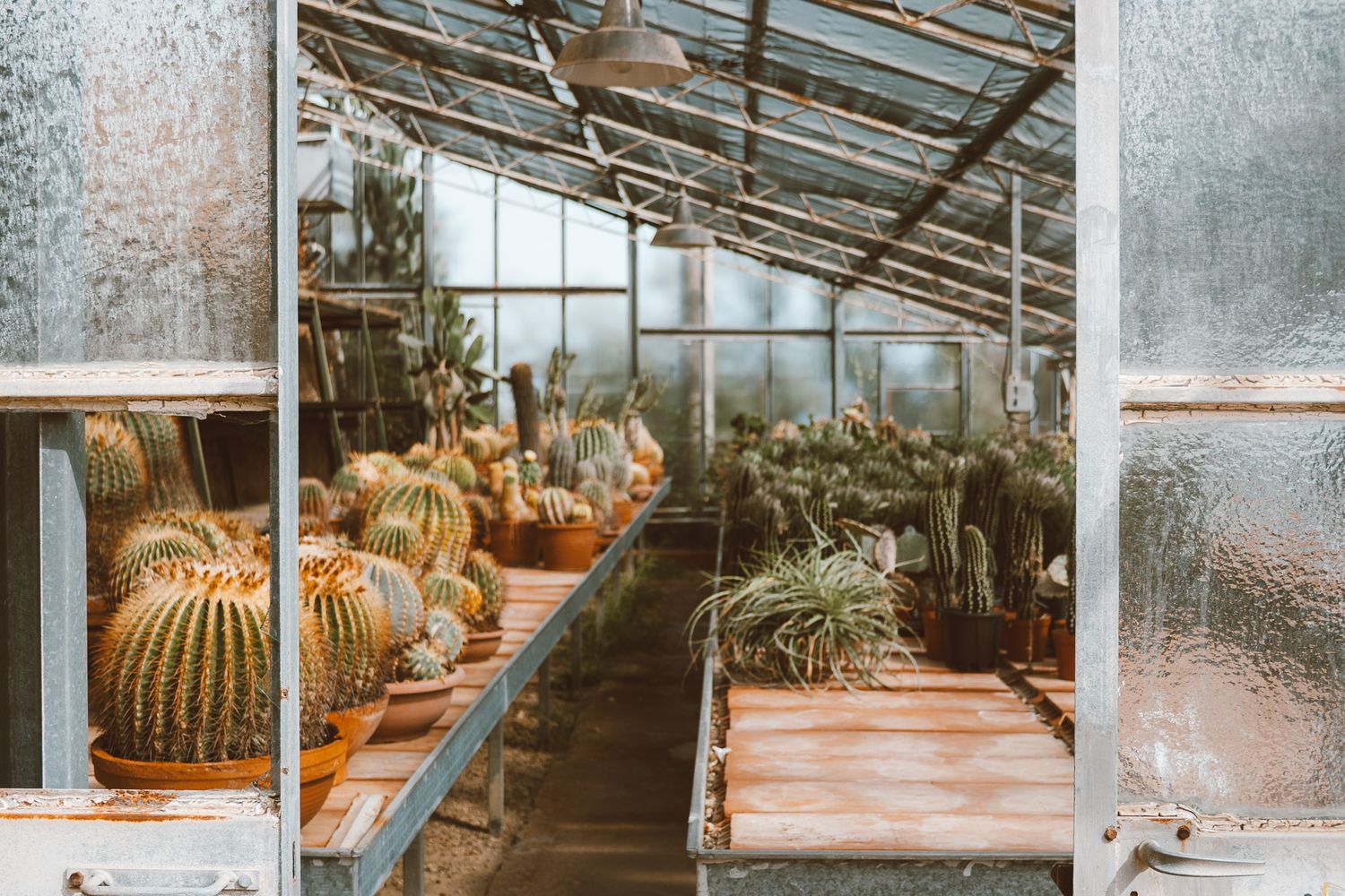 A greenhouse filled with cacti and succulents.