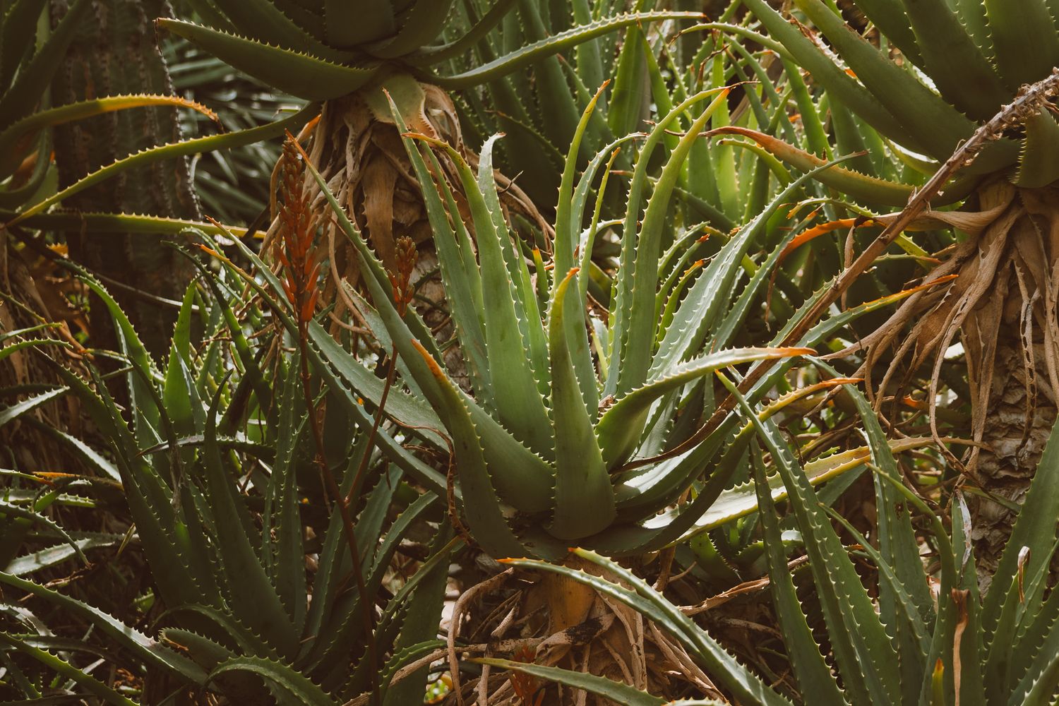 Warmly lit succulents.