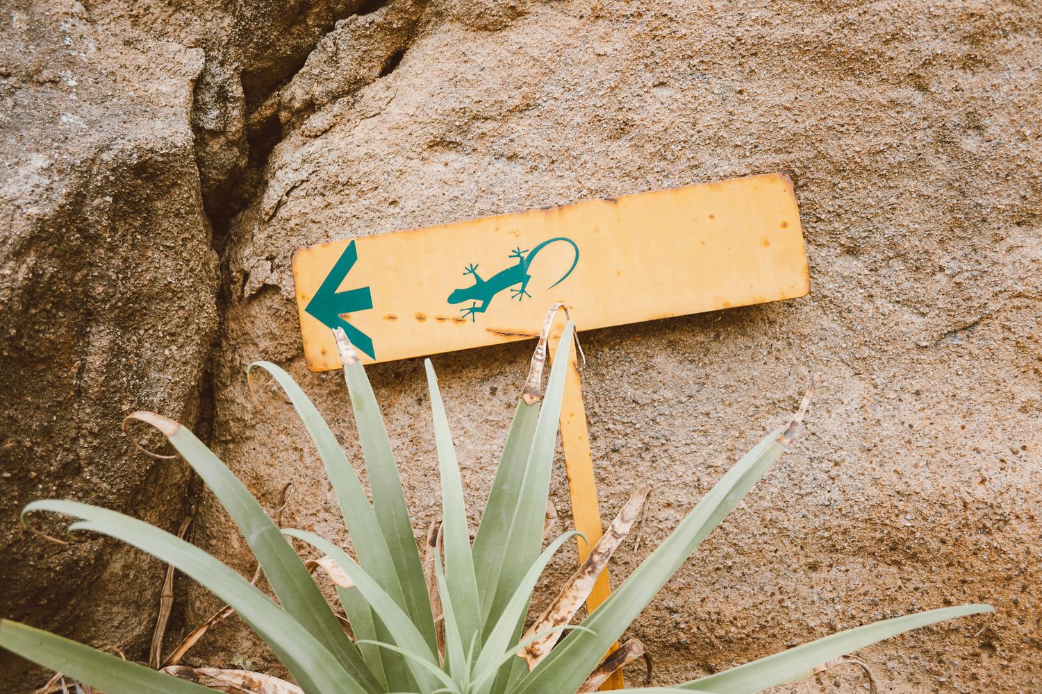 A shot of a gecko sign.