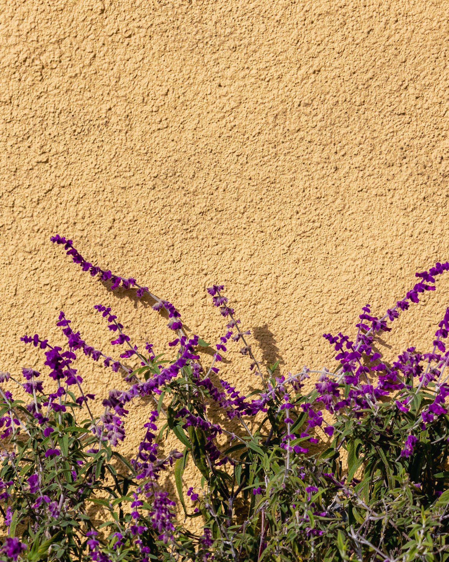 Lavender plant on a yellow building.
