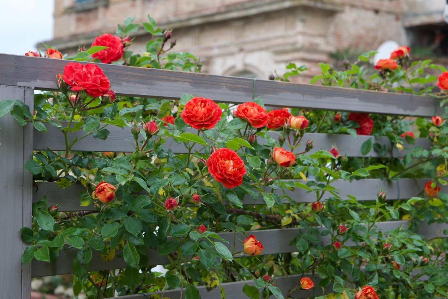 Beautiful red flowers in a garden in Italy.
