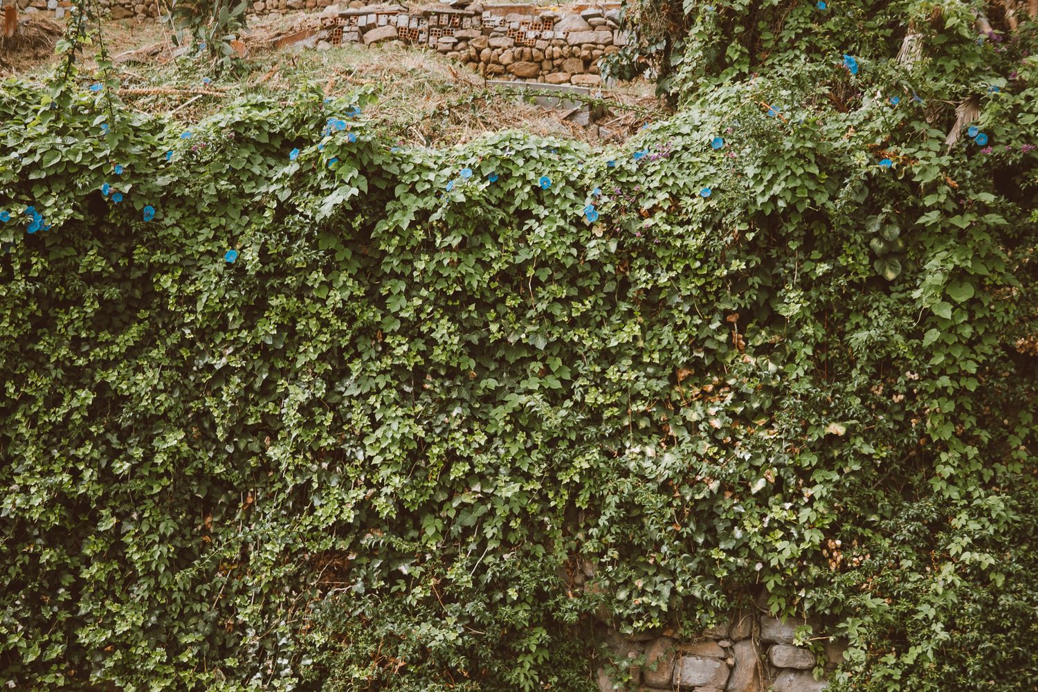 Nature photography of a wall of Ivy in Italy.