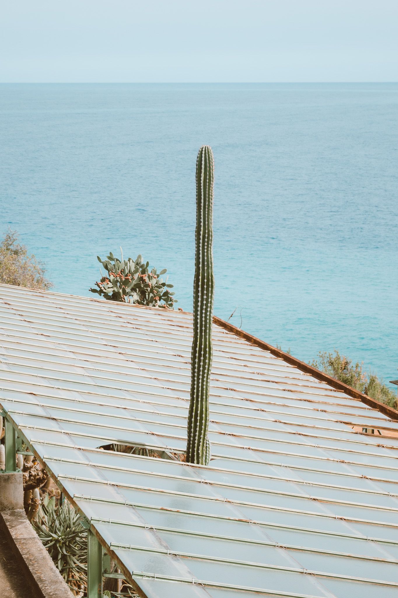 A single cactus growing through the roof of a greenhouse.