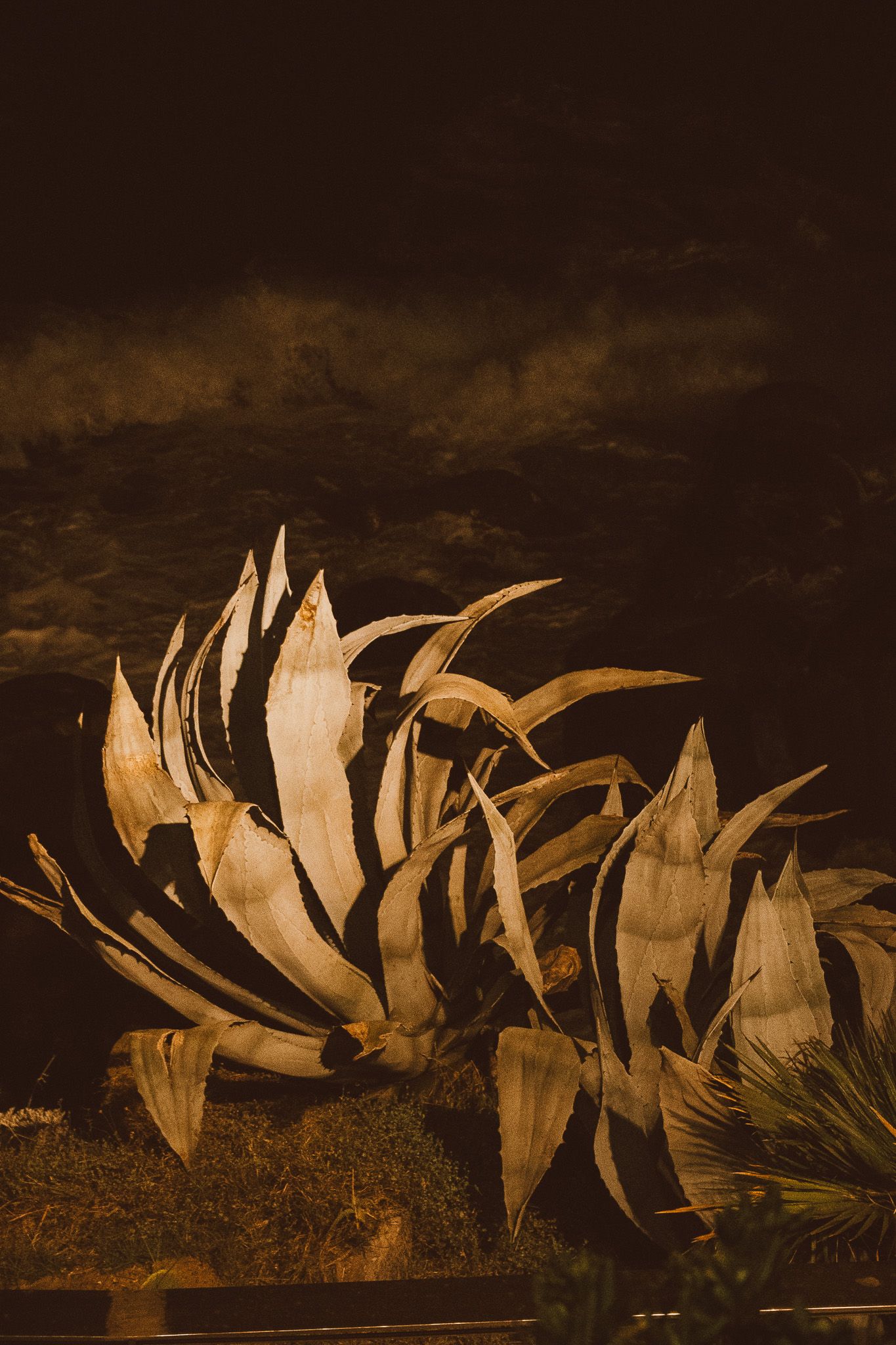 Giant succulent photographed at night.