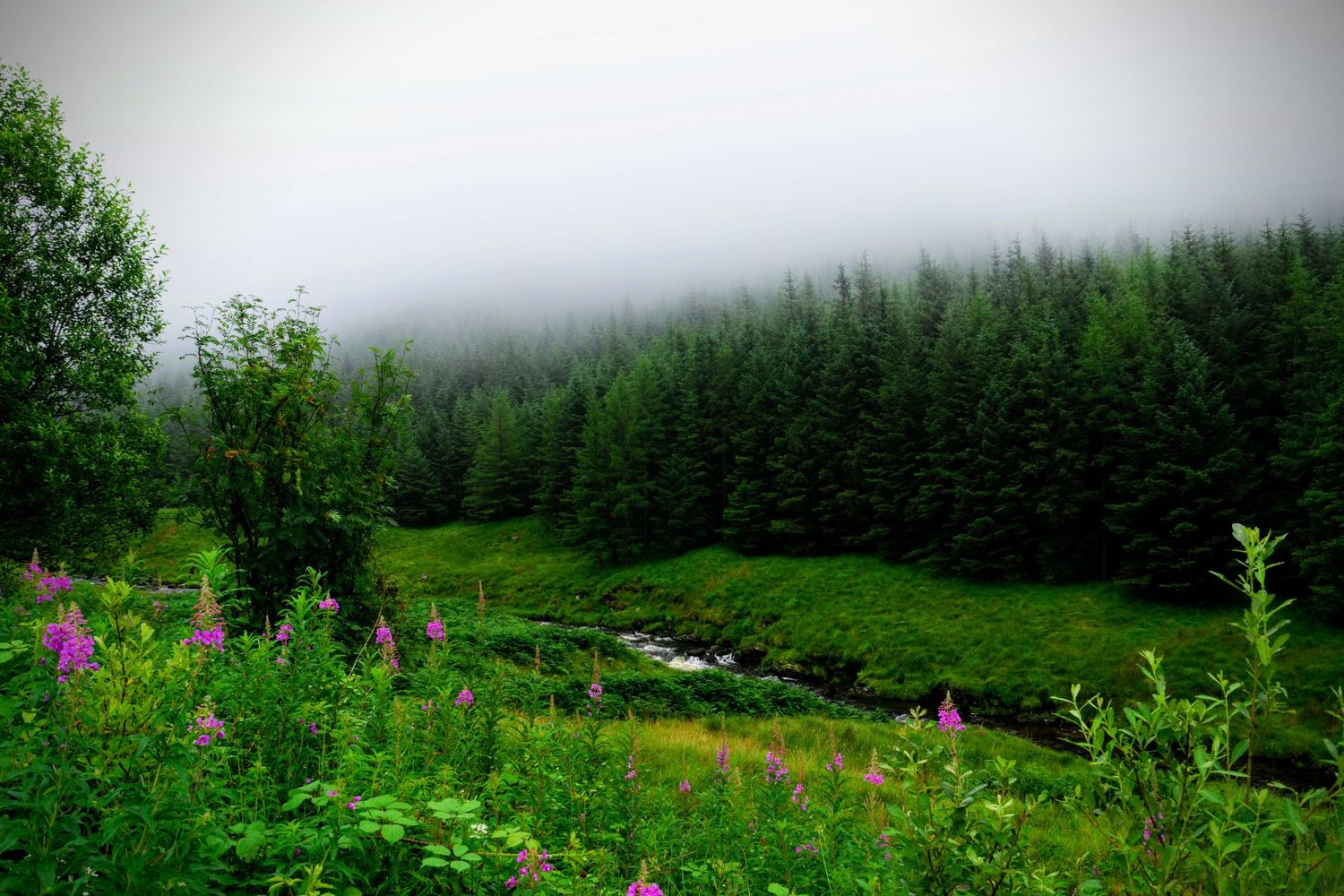 A lone tree standing tall against the dramatic backdrop of the Scottish Highlands, shrouded in mist.