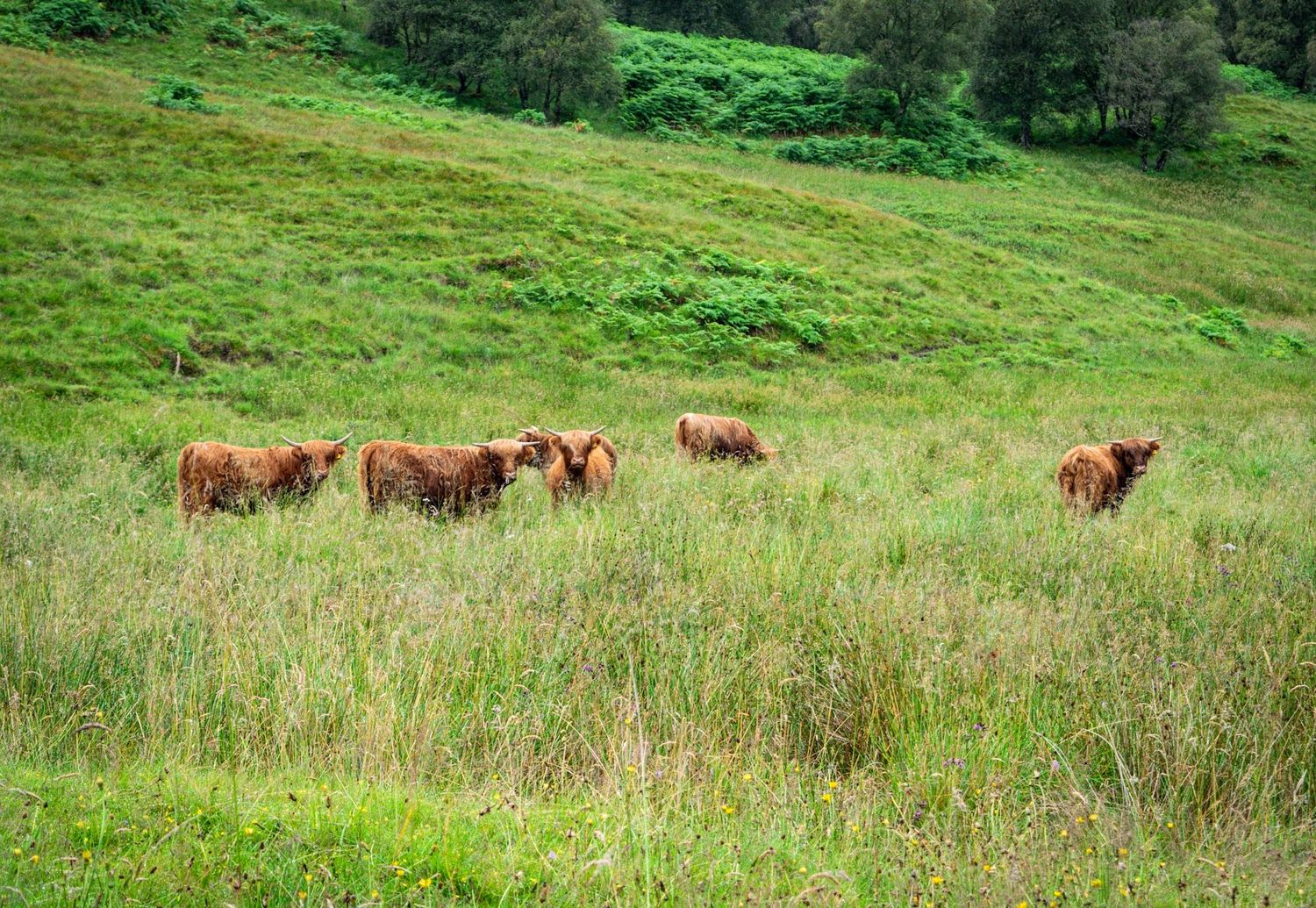 Highland cows milling peacefully in a Scottish field.