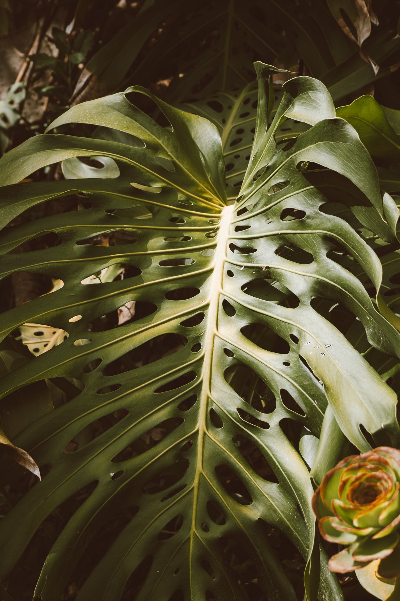 A monstera leaf in soft lighting.