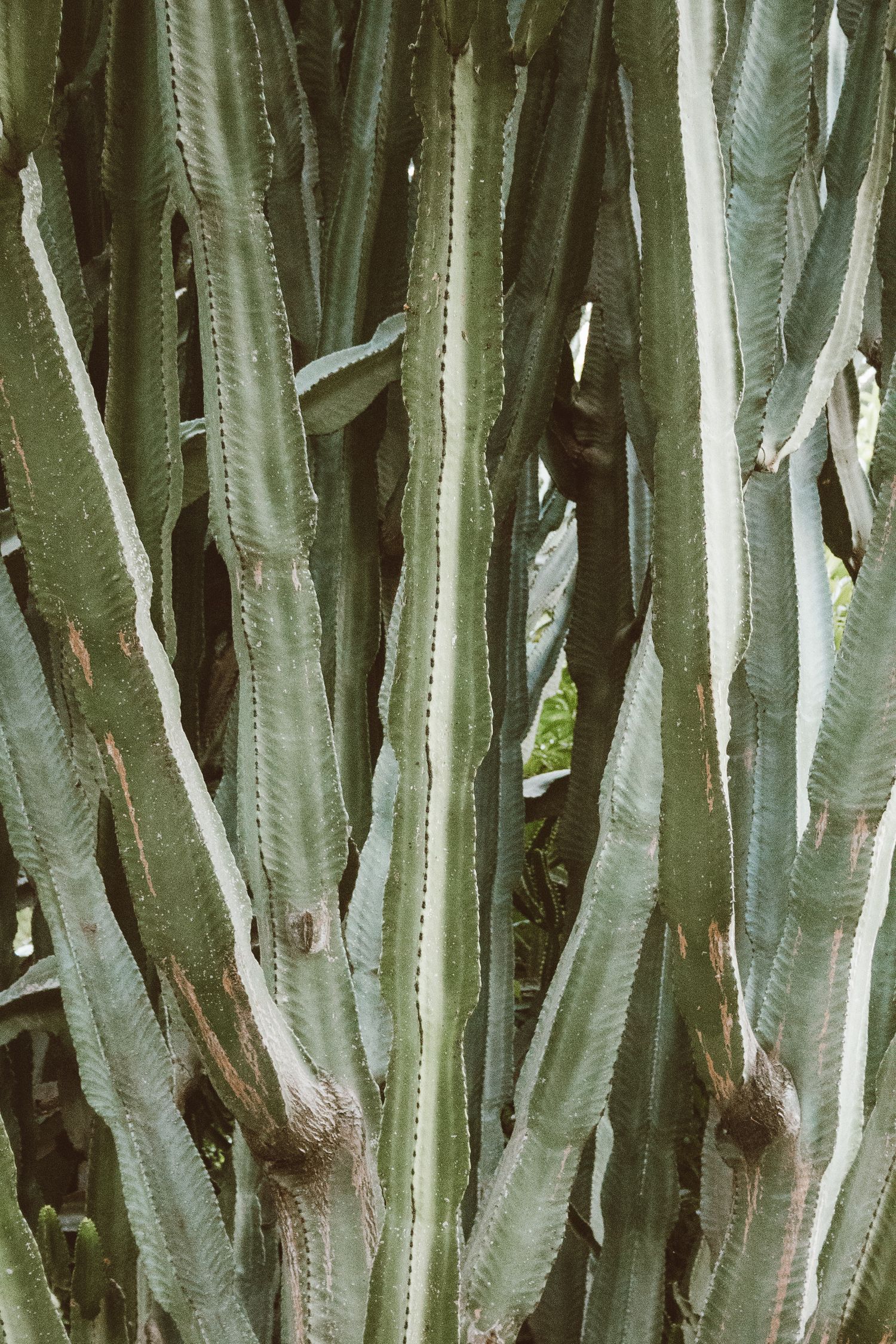 A close up picture of a large cactus.