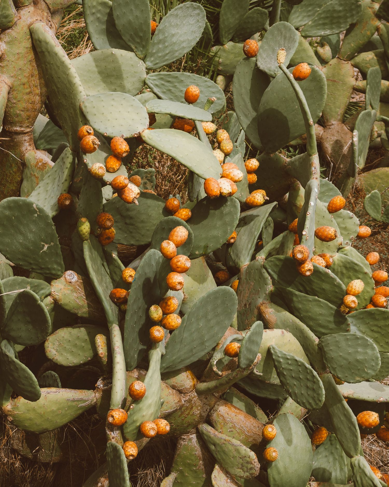 Up close shot of a succulent with fruits.