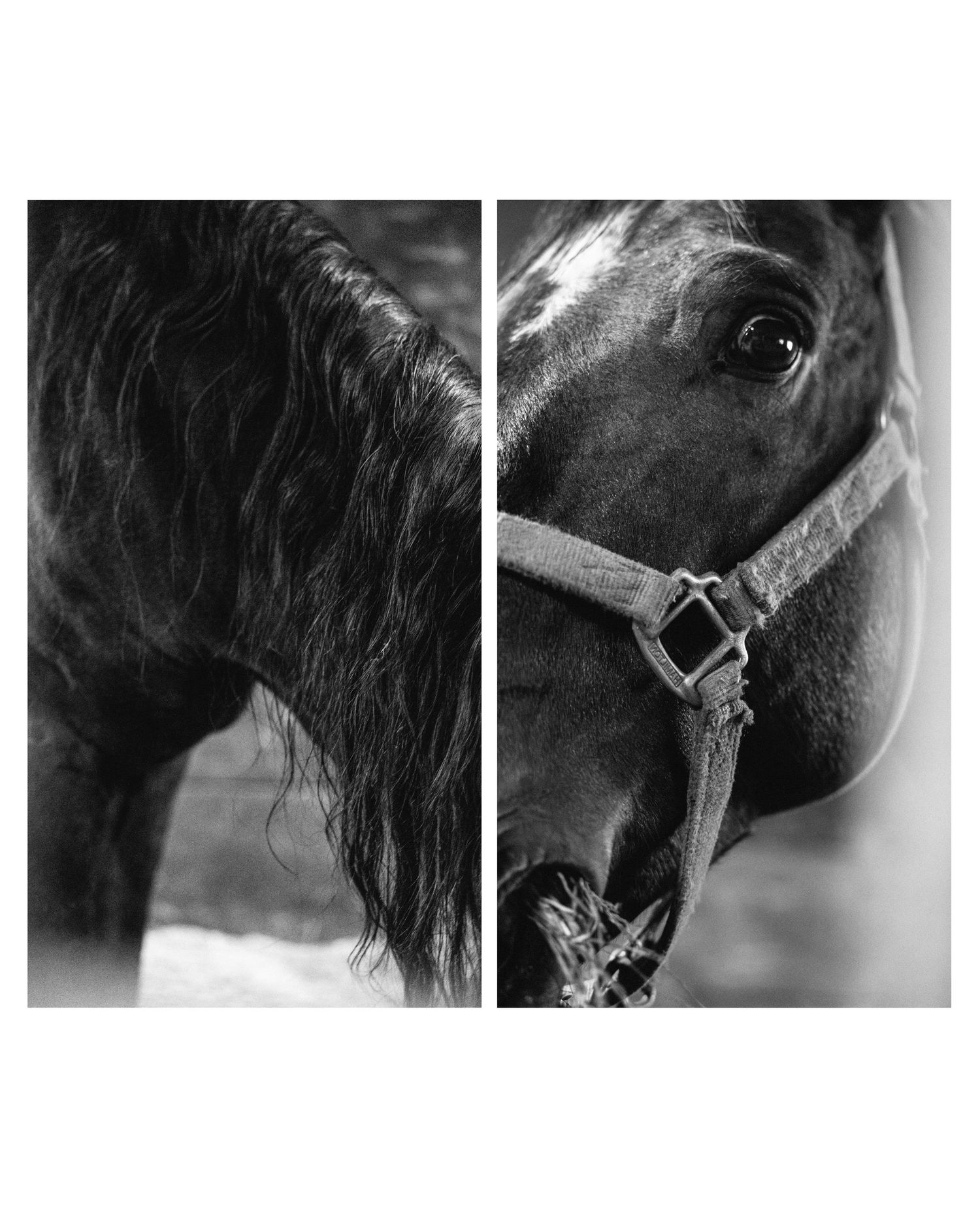 Close-up black and white split photo of a horse's flowing mane and eye with leather halter.