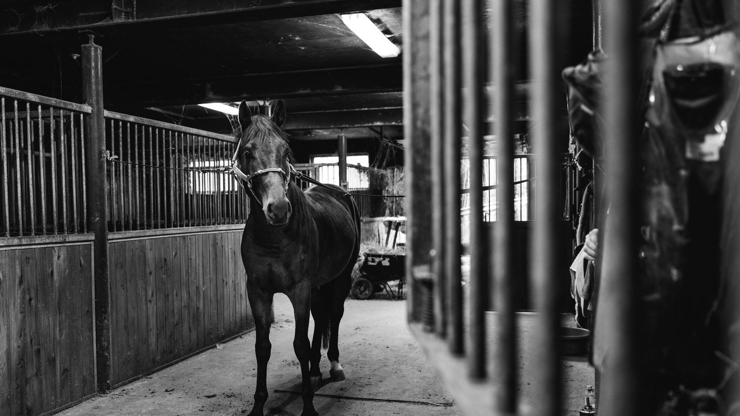 A dark brown horse stands in an indoor stable aisle with light filtering through wooden stall bars.
