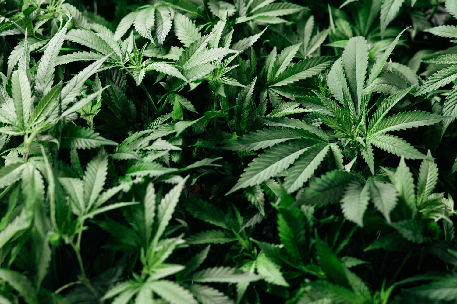 Close-up view of lush green cannabis leaves with distinctive serrated edges and water droplets growing in abundance.