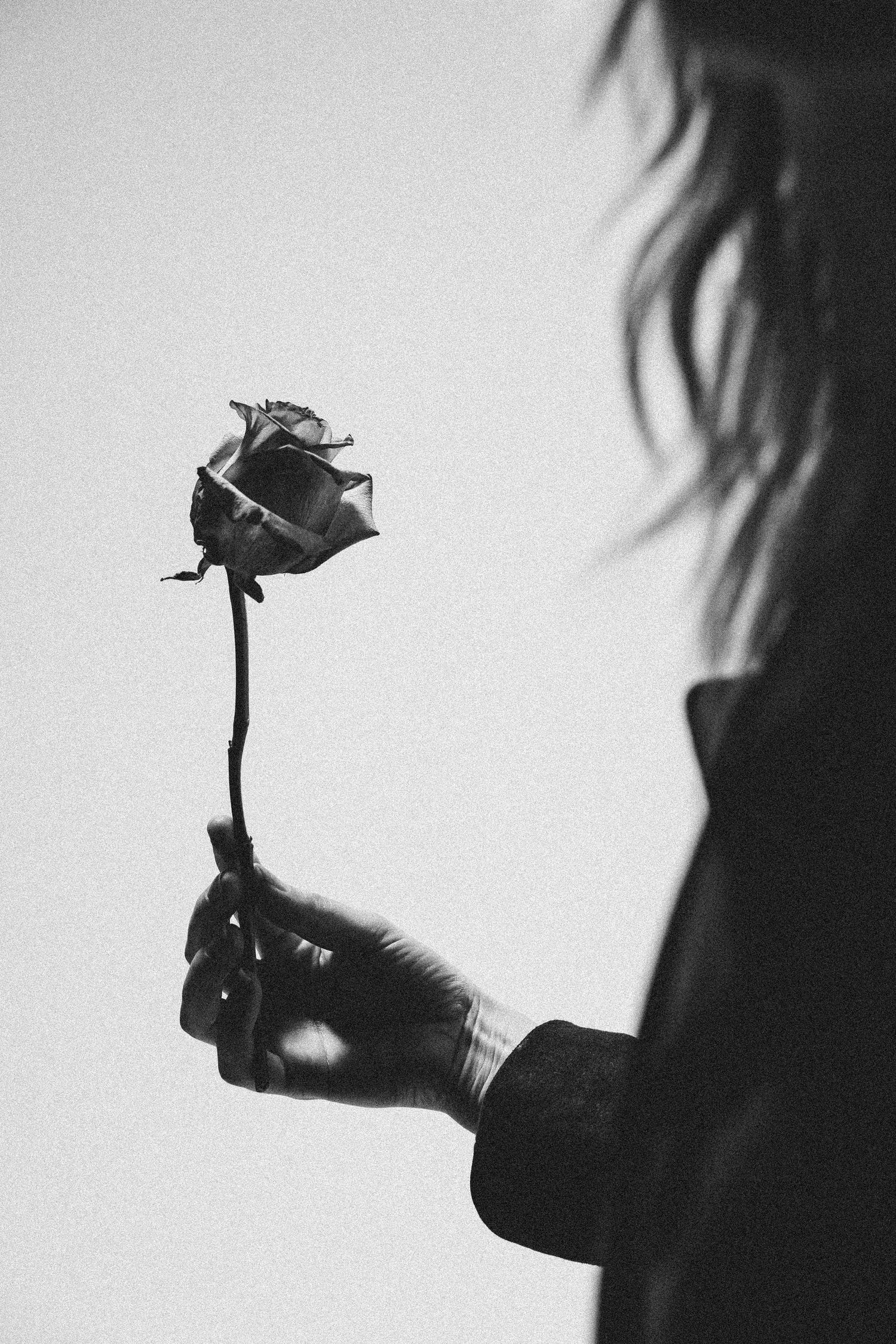 A black and white silhouette shows a hand holding a single rose against a light background.