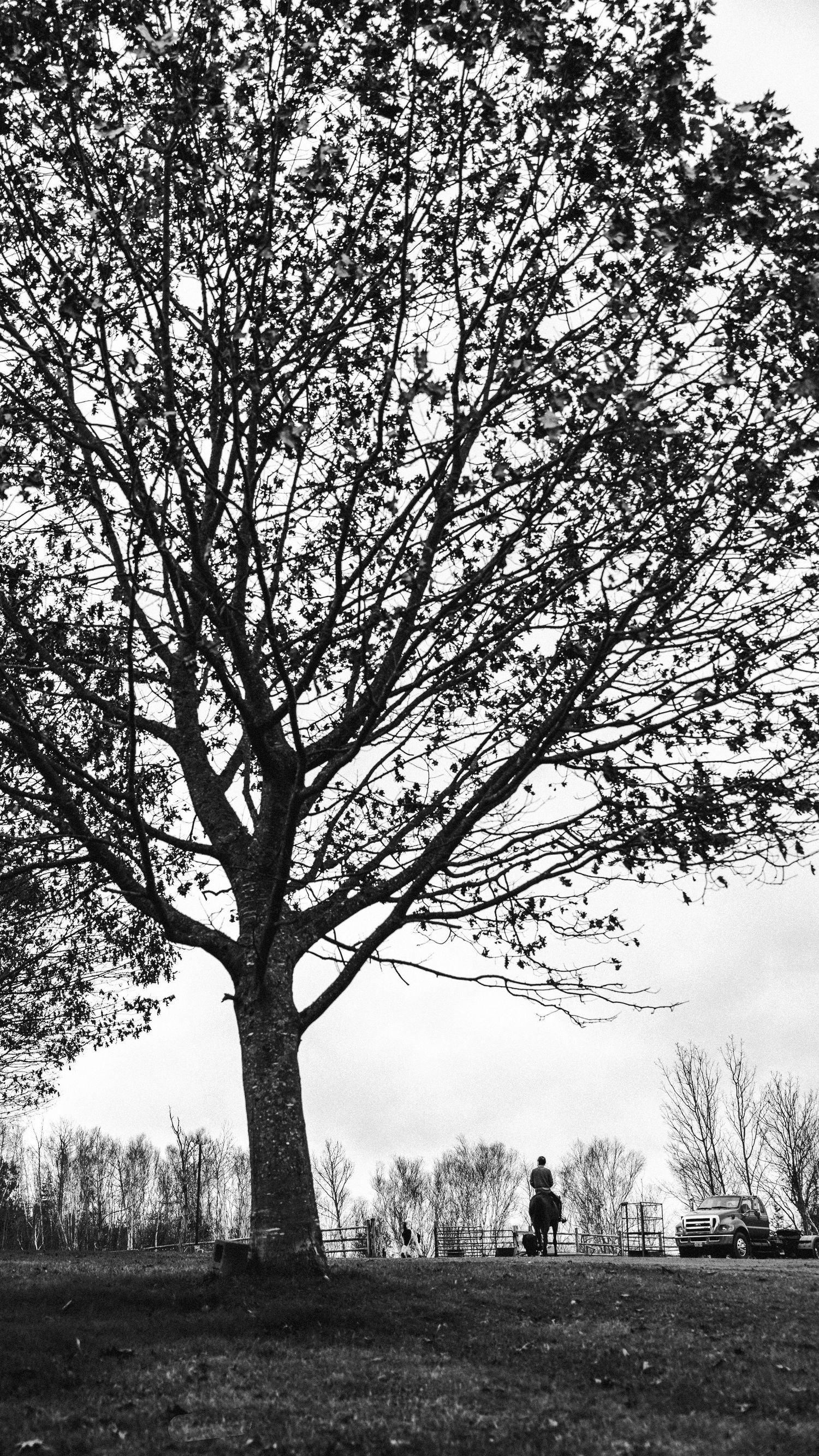 A silhouetted figure stands beneath a large bare tree against an overcast sky in this black and white landscape scene.