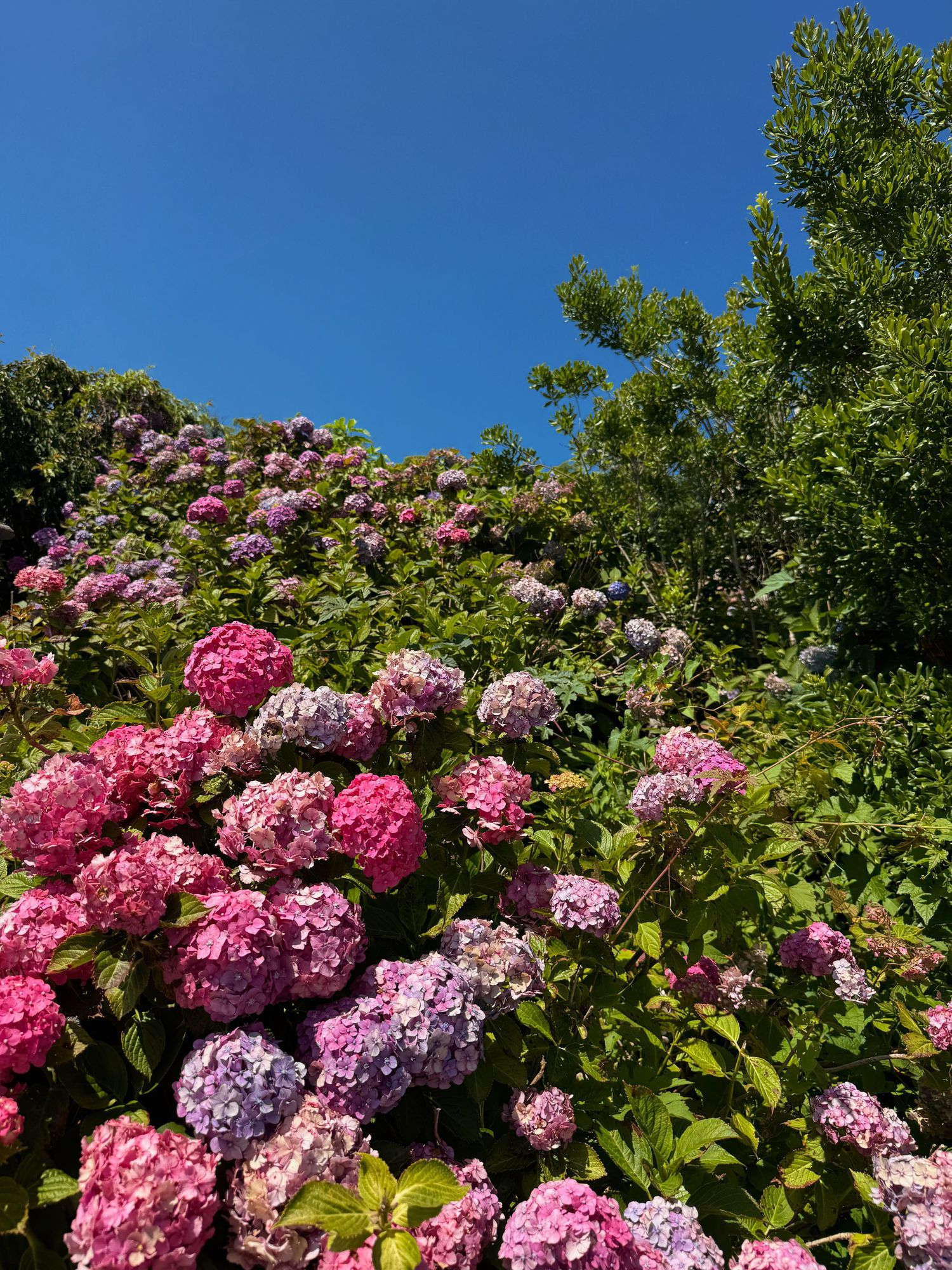 Vibrant pink and purple hydrangea blooms cascade up a hillside garden under a clear blue summer sky.