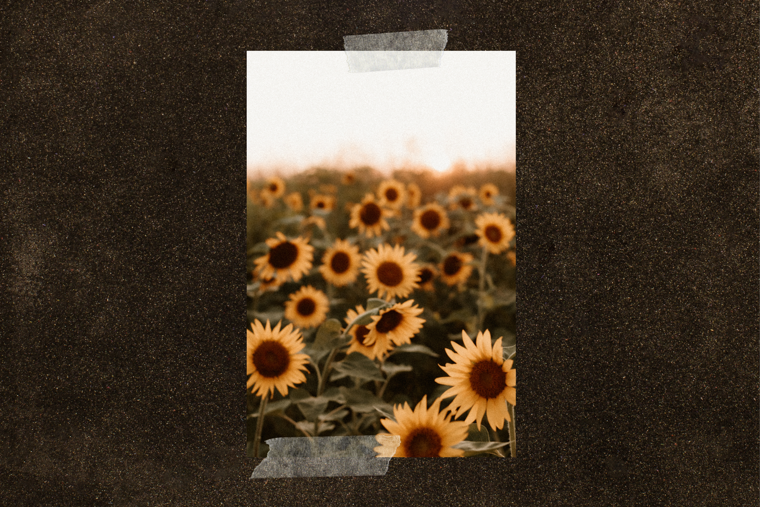 Field of blooming sunflowers under warm sunset lighting with dark textured border.