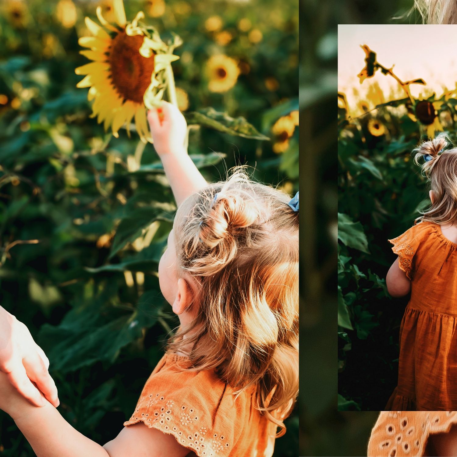 Candid moments captured in a sunflower field with orange dress and natural lighting.
