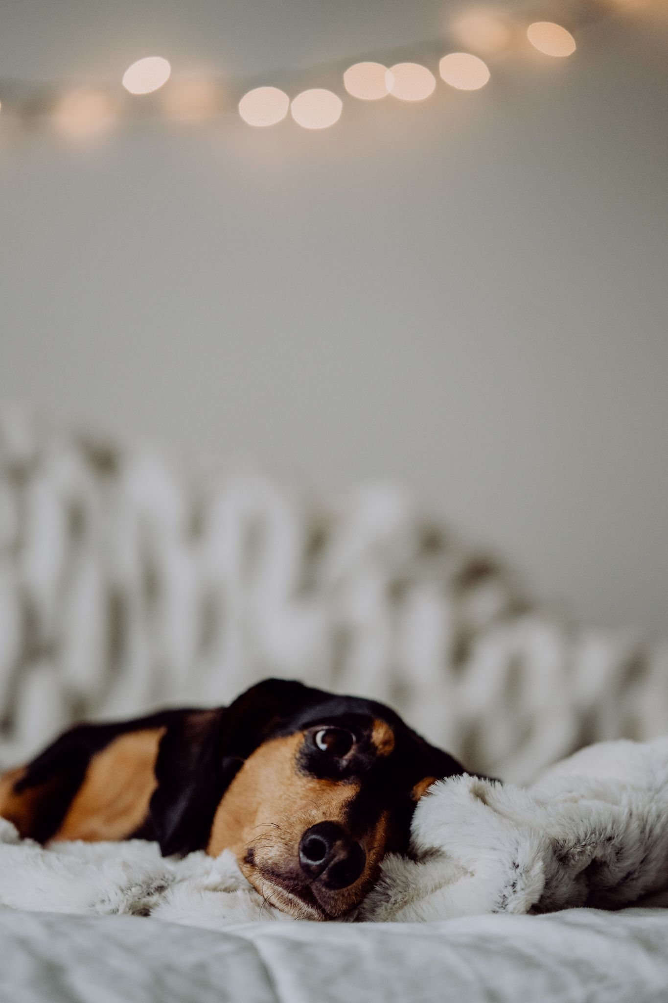 Black and tan dog resting on white bedding with bokeh lights in background.