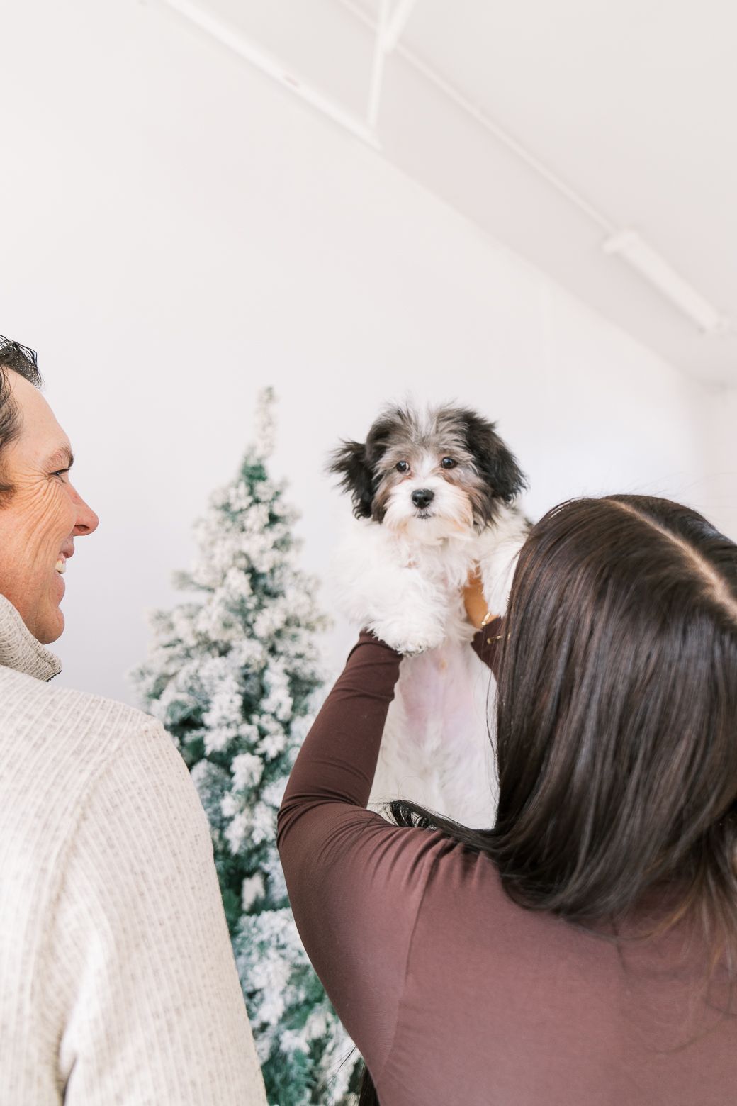 A small black and white dog is held up near a decorated Christmas tree in a bright indoor setting.