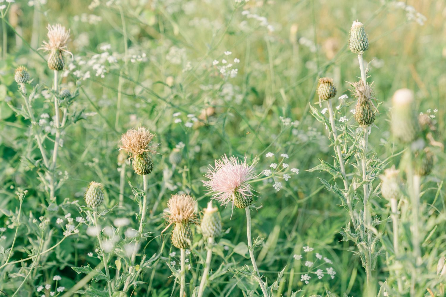 Delicate wildflowers and thistle plants bloom in a natural meadow setting.
