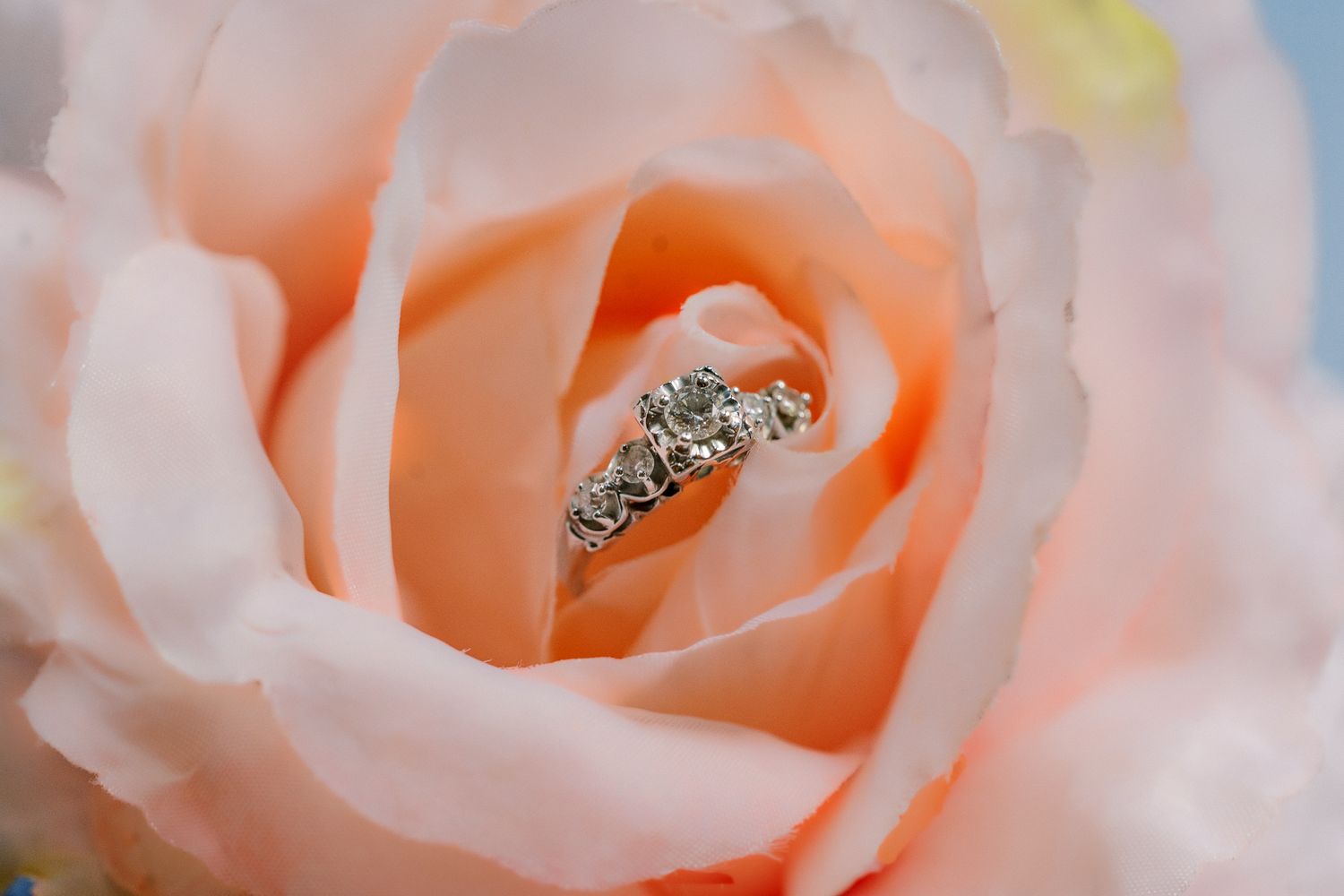 Close-up of engagement ring nestled in soft pink rose petals.
