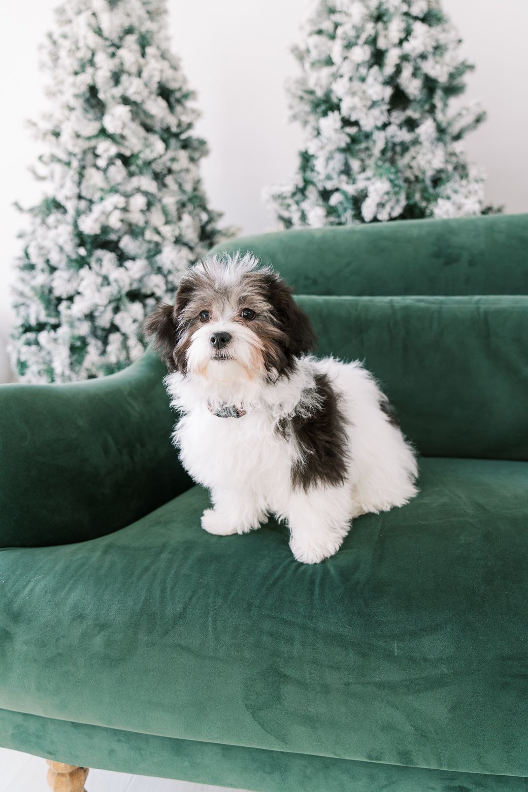 Small brown and white dog sitting on emerald green velvet couch with snow-covered Christmas trees in background.
