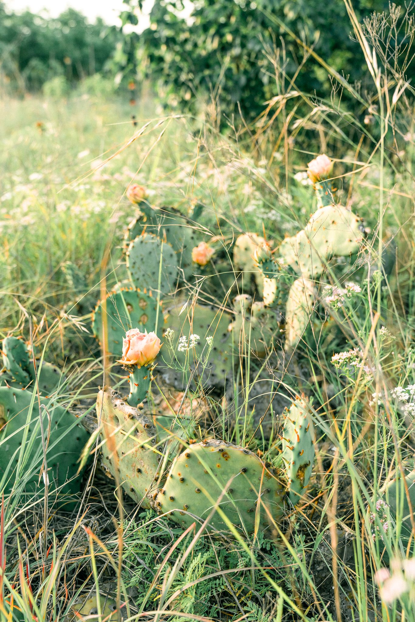 Wild prickly pear cactus with orange blooms growing among tall grass in a natural landscape.