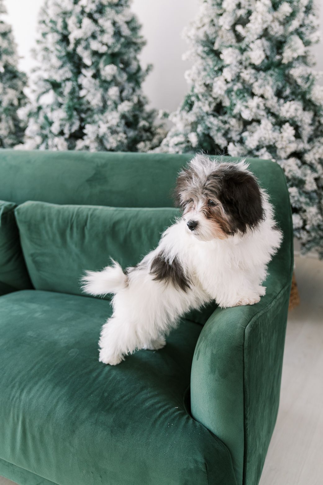 Small white and brown dog lounging playfully on emerald green velvet couch with snowy Christmas trees in background.