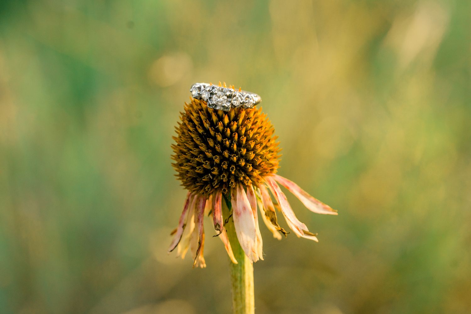 Close-up of dried brown echinacea flower heads against a blurred natural green background.