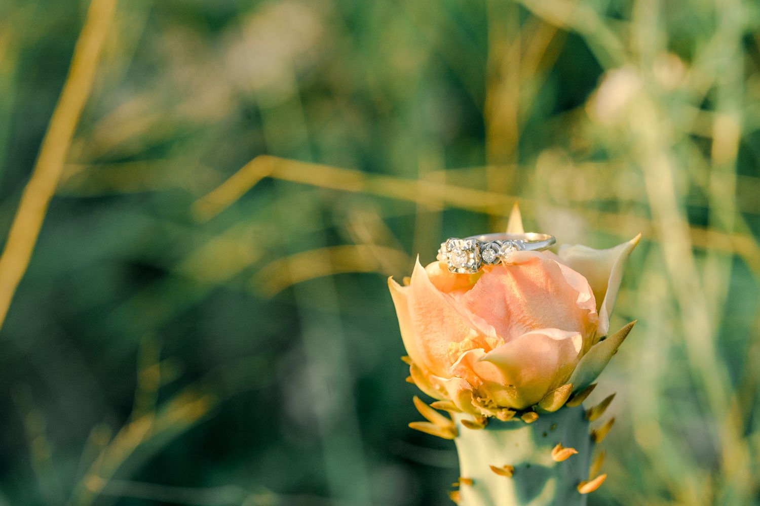 Delicate peach-colored roses bloom against a soft green natural background.