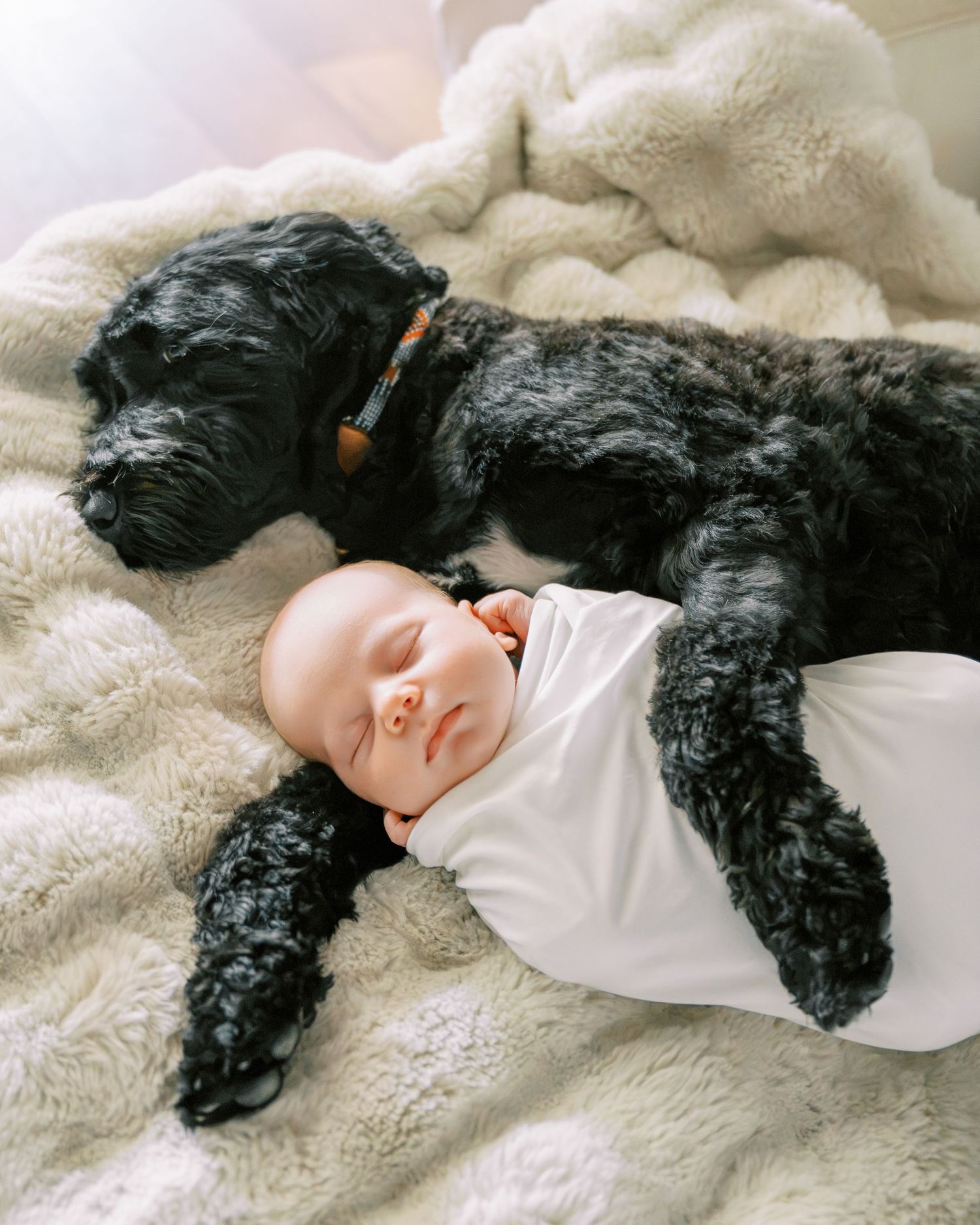 A swaddled newborn baby sleeps peacefully next to a fluffy black dog on a cozy cream blanket.