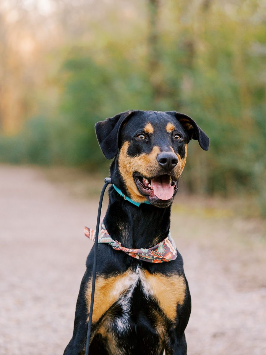 Happy black and tan dog wearing collar and harness smiling at camera on outdoor trail.